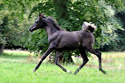 ROE LAHLOUB