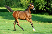 ROE LAMAAR