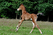 ROE MALAAK