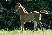 ROE MAHBOOB