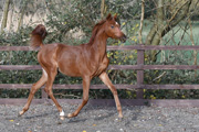 ROE LADIN