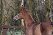ROE LUHAYB