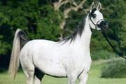 ROE LAYAAL’s RIHANAH